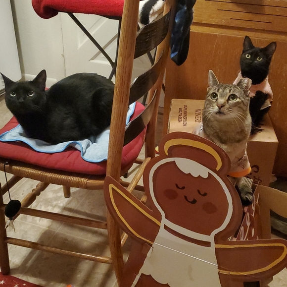 Meet your Posher, Emily - Picture 3 of 5